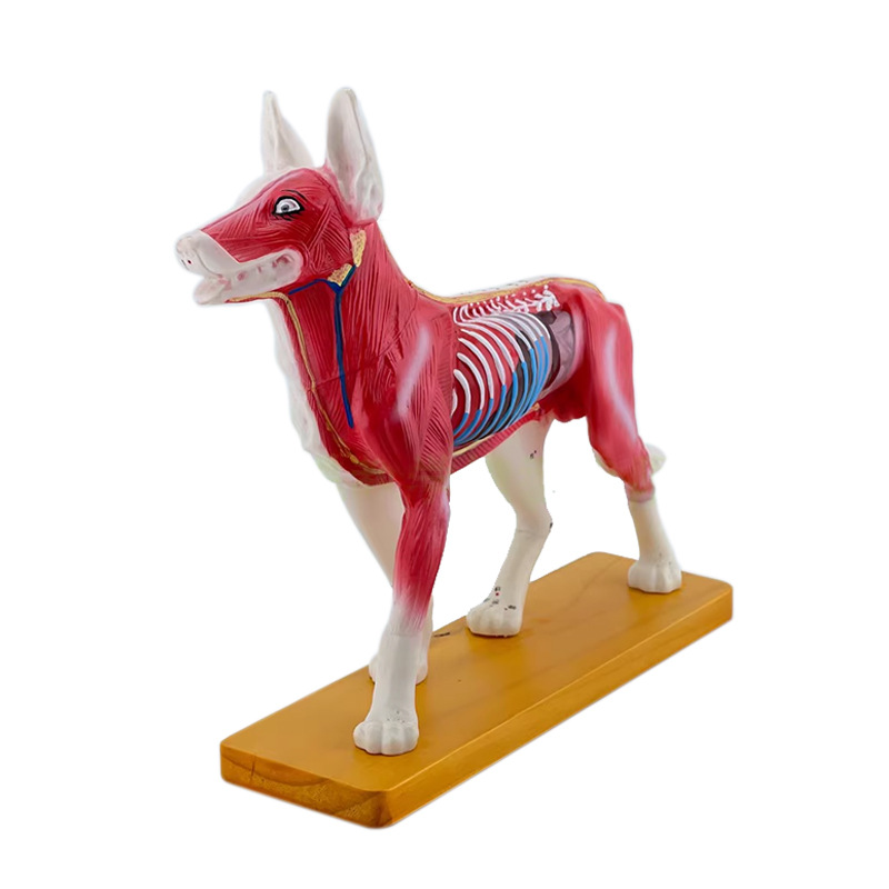 Dog body acupuncture point model and dog superficial muscle spine model, veterinary teaching animal PVC model Item Picture
