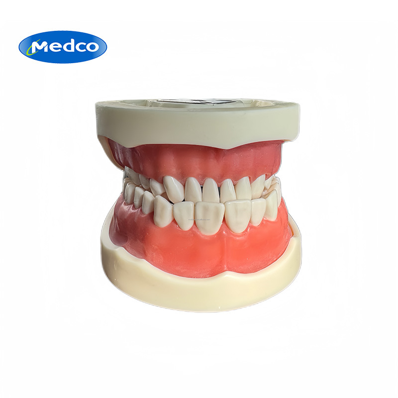 Cross-border exclusive dental gingival teaching model, standard tooth model, 32-tooth detachable clinic model