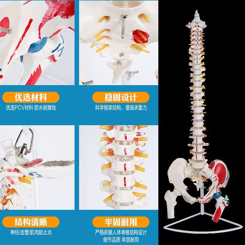 Human spine model, skeleton model, spinal cord model, medical neuro-skeletal simulation, anatomical simulation, bone setting Specification image