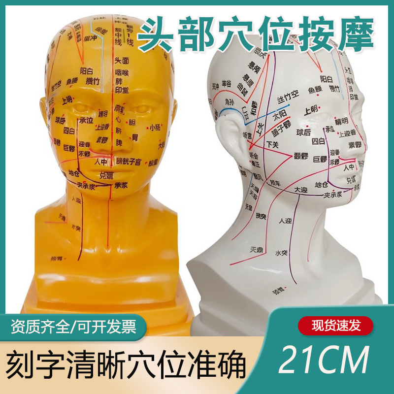 Head medical acupuncture practice model, traditional Chinese medicine acupoint meridian massage human body model, massage head model 21cm