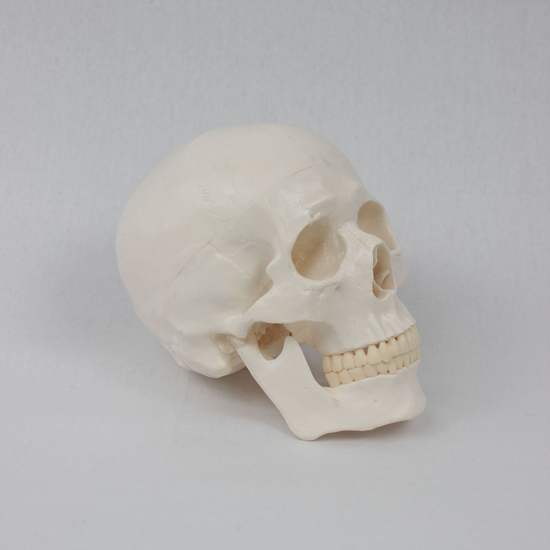 Teaching skull natural adult skull model anatomy teaching model medical college clinical teaching supplies details Picture