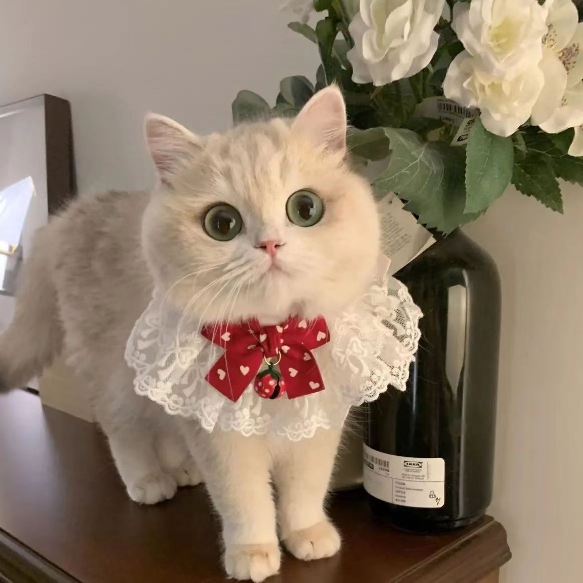 Cute cat pet collar, fashionable anti-drop collar for cats, adjustable for safety Application Scenario