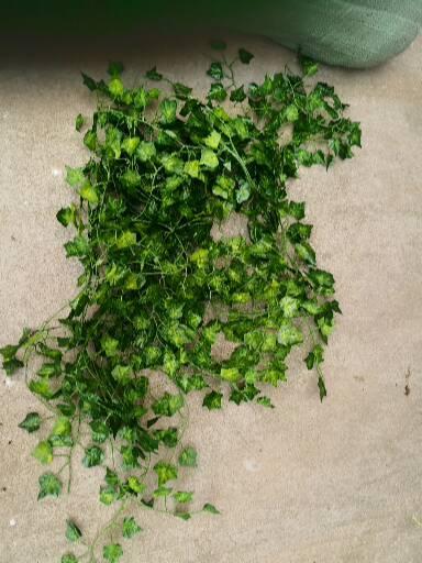 厂家直销爬山虎叶藤