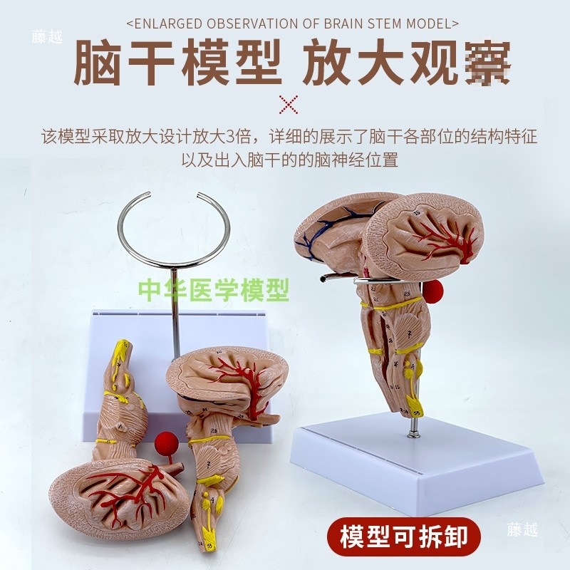 其它仿真模型玩具实物图