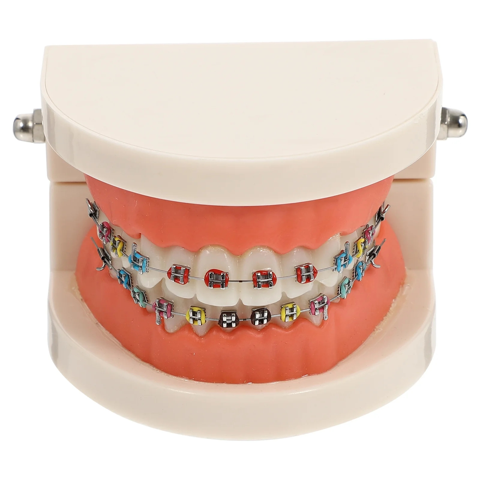 Cross-border exclusive orthodontic models, oral teaching props, color orthodontic models with brackets, dental models Specification image
