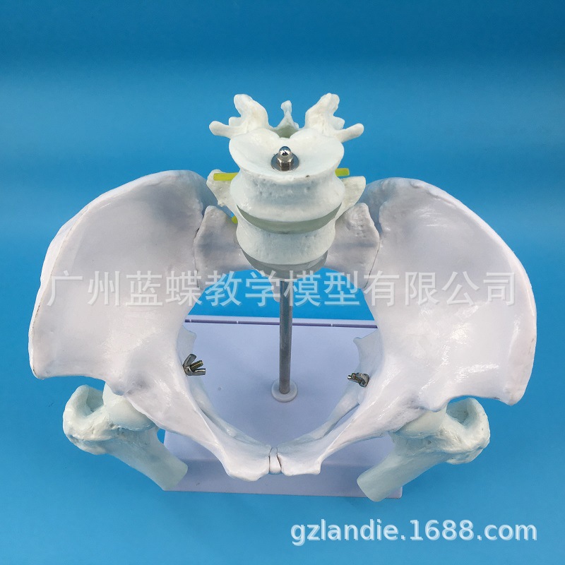 Natural large female pelvic second lumbar vertebra model, hip sacral and coccyx bone model, teaching medicine details Picture