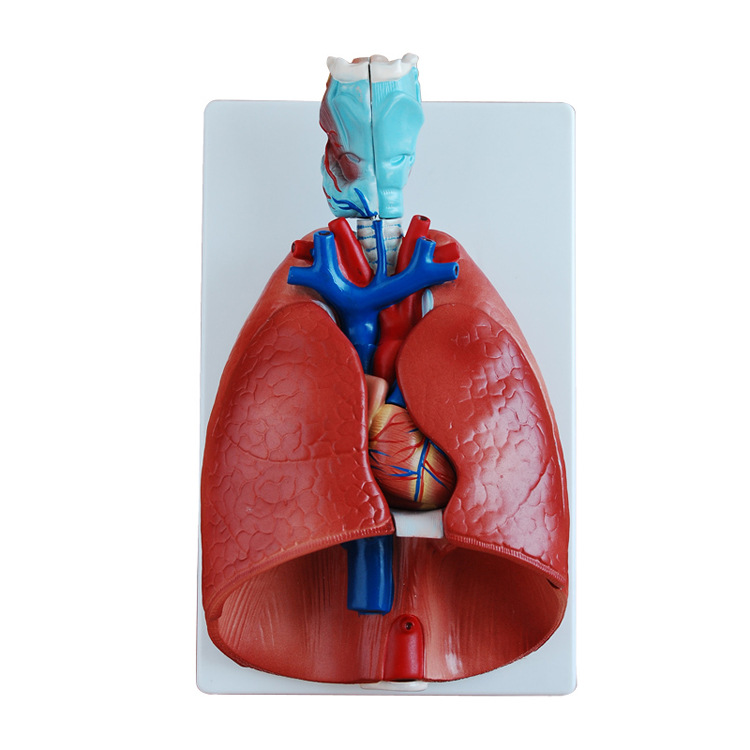Human respiratory system model, larynx, heart and lung structure, detachable medical teaching mold props for larynx, heart and lung Item Picture