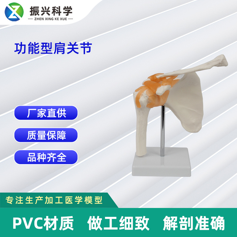 Functional joint collection, human joint model teaching equipment, teaching demonstration supplies, joint and bone wholesale