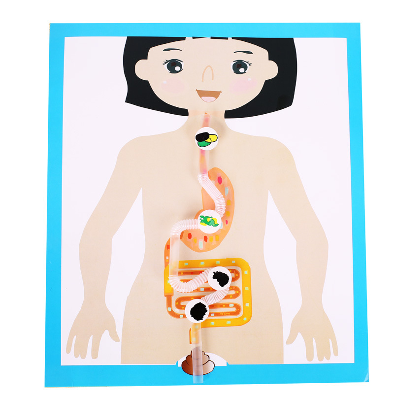 Kindergarten science experiment, small technology making, DIY human digestive process system model diagram, teaching AIDS, cells