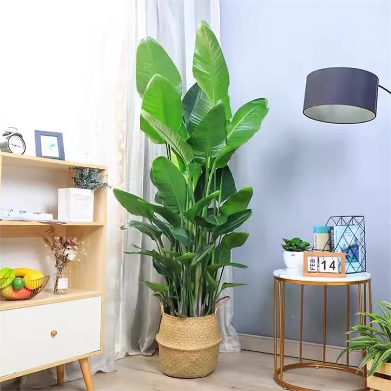 网红天堂鸟盆栽室内大型植物鹤望兰客厅办公室大盆栽绿植天堂鸟苗