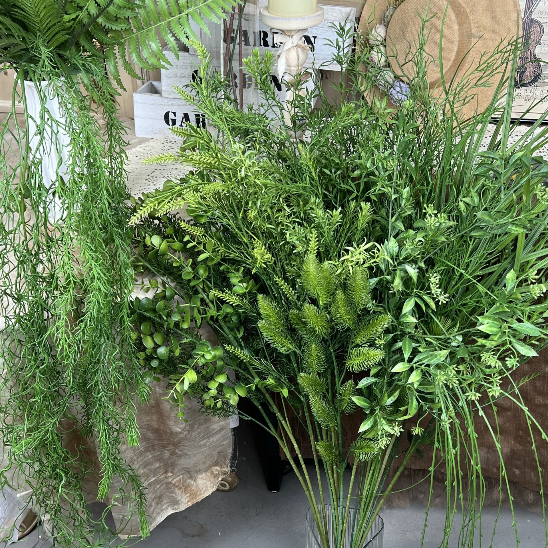 兰科植物实物图