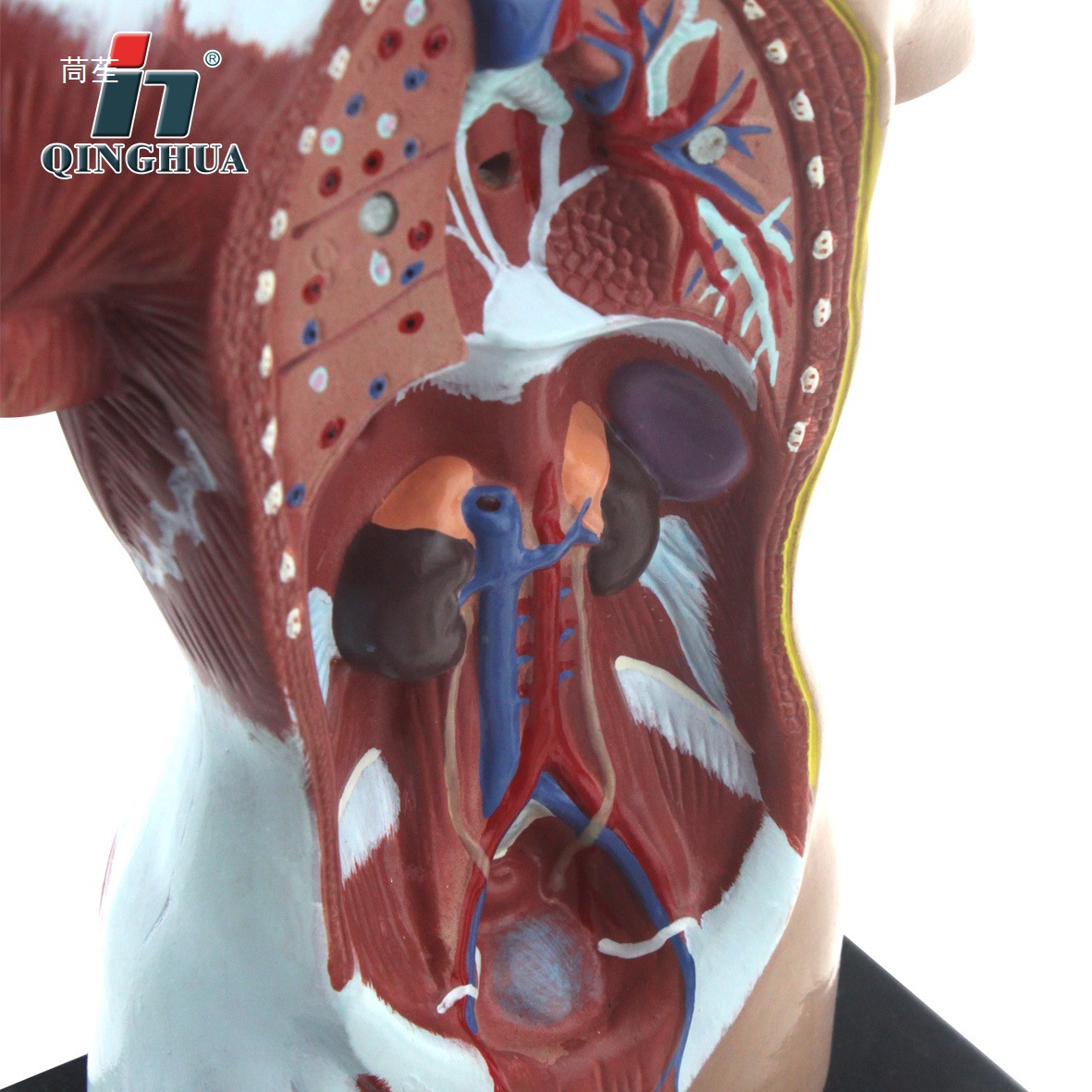 Qinghua AA19 human trunk model, junior and senior high school biology experimental equipment, scientific and educational instrument, medical anatomy model Application Scenario