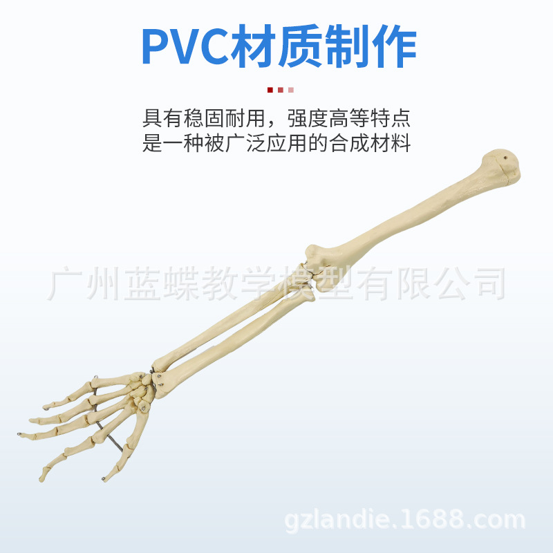 Sectional view of human internal organs, natural large upper and lower limb bone models, teaching of human body model diagrams, multi-functional anatomical display details Picture