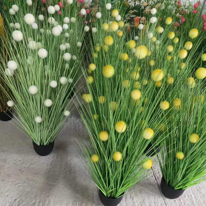 盆栽实物图