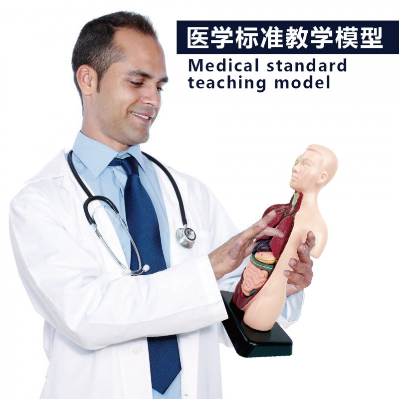 动植物/仿真模型实物图