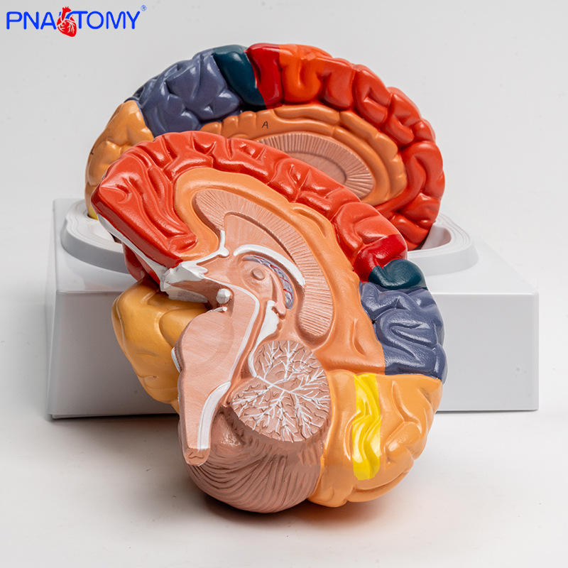 Anatomy of human colored brain structure, brain nerves, brain functions, cortical zoning model, Medical psychology, neurology Application Scenario