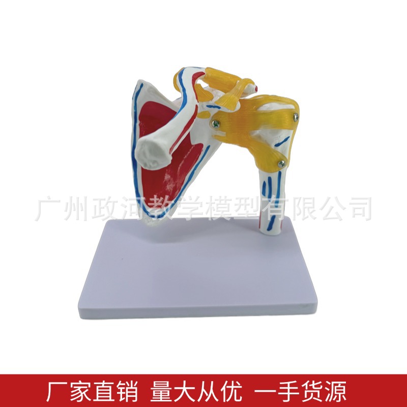 Shoulder joint model with muscle starting and ending points, collarbone, scapular ligament, medical mold, orthopedic fitness, yoga teaching demonstration Application Scenario