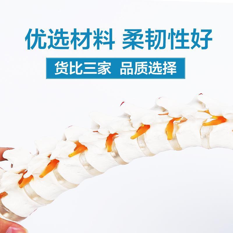 Human spine model, skeleton model, spinal cord model, medical neuro-skeletal simulation, anatomical simulation, bone setting details Picture