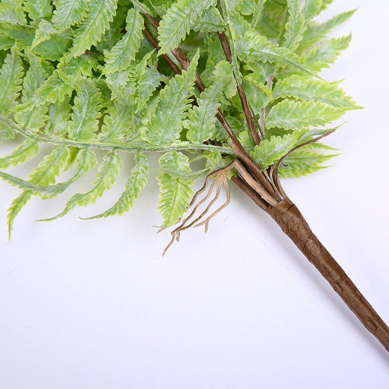 蕨类植物实物图