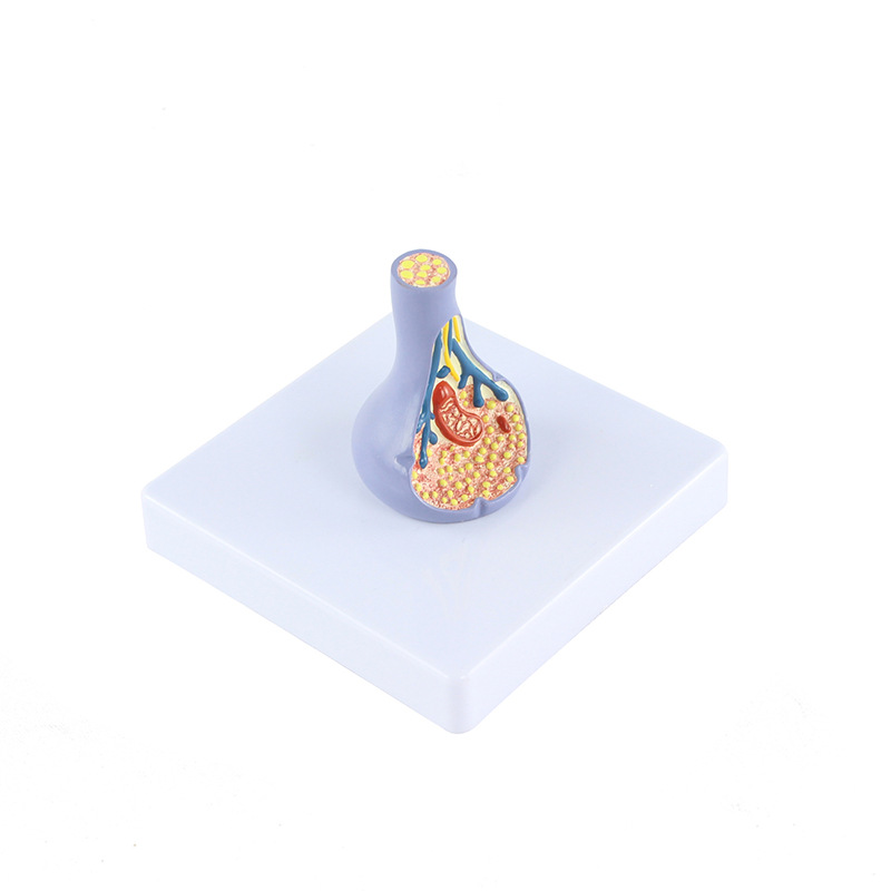 人体内脏切面图/教学人体产品图