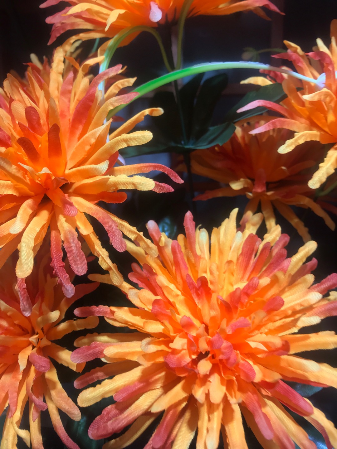 Jianying Flower Shop offers direct sales and wholesale of 7-head Peony Chrysanthemum from the manufacturer Specification image