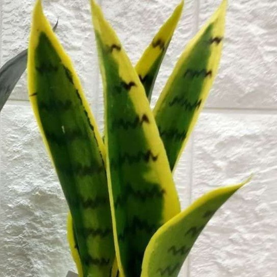 仿真绿植盆栽北欧风室内装饰家居摆件细节图