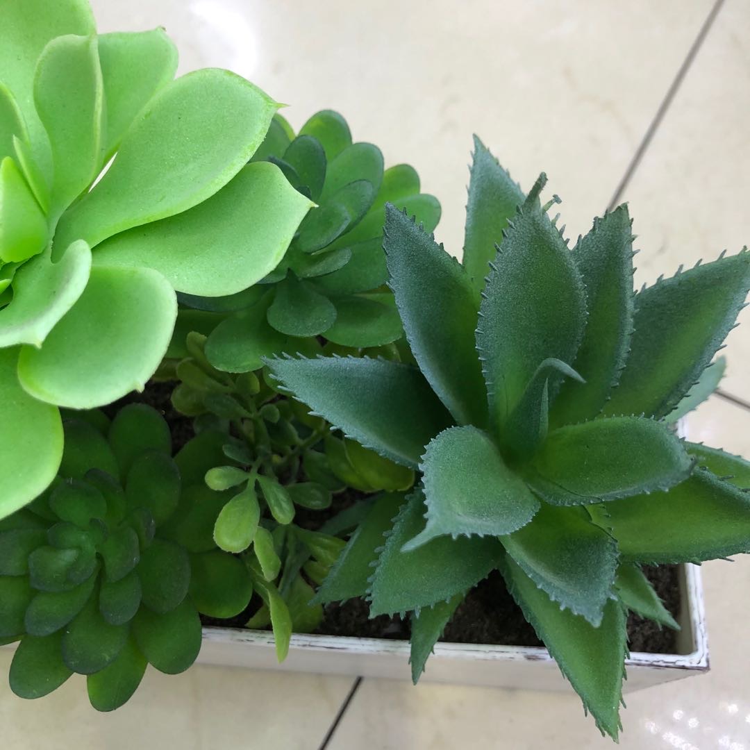 仿真/仿真盆栽/多肉植物细节图
