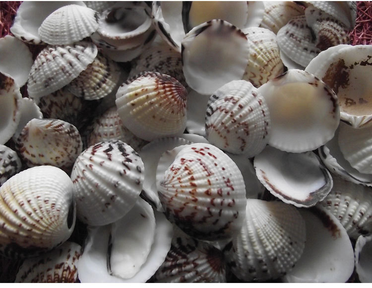 厚壳子天然海螺花厚扇贝批发拍摄道具鱼缸水族装饰配件