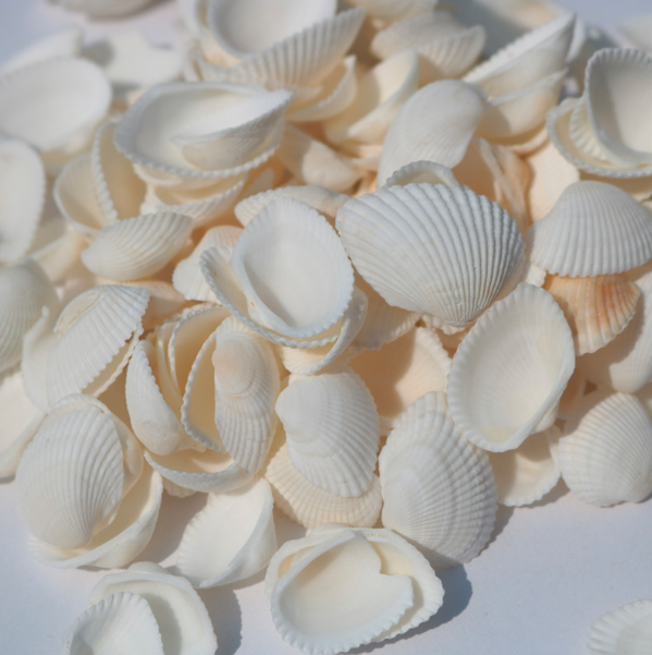 天然贝壳海螺 白色贝壳白椰贝鱼缸水族装饰毛贝贴墙DIY500克详情图2