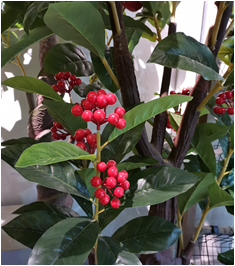 Self-Produced And Self-Marketing Simulation Plant Simulation Leaves Simulation Bamboo Bonsai True Bamboo Pole Bamboo Tip Wholesale Specification drawing