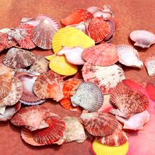 海螺贝壳工艺材料七彩贝螺地中海创意手工素材水族用品配件