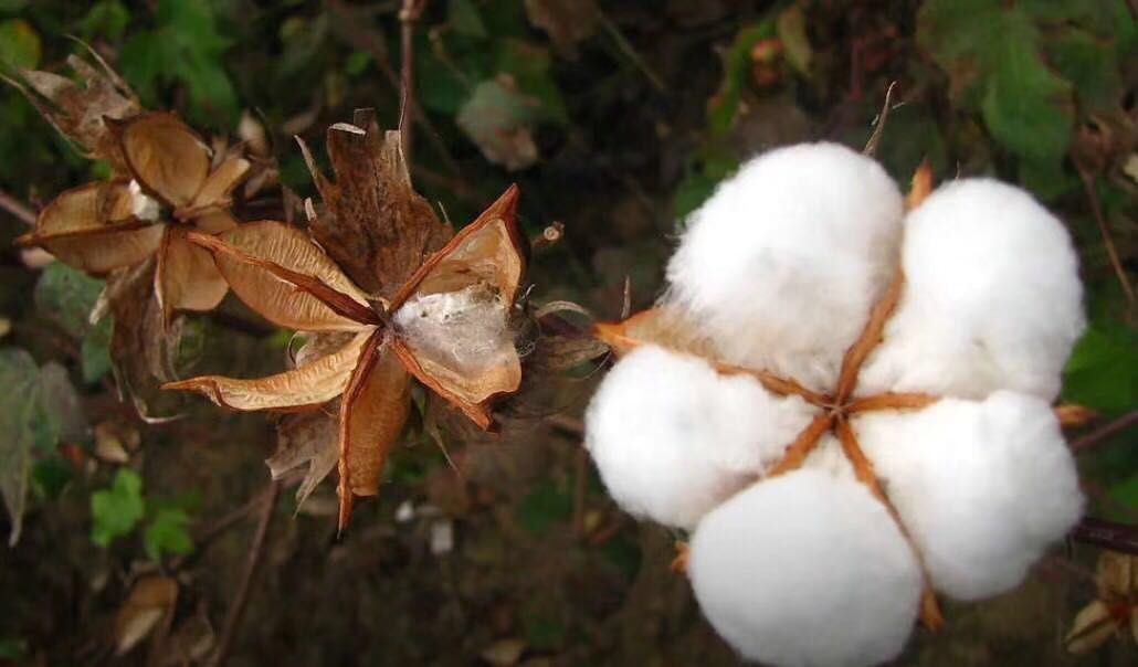 Shuweite Xinjiang pure cotton quilt details Picture