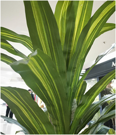 Self-Produced And Self-Marketing Simulation Plant Simulation Leaves Simulation Bamboo Bonsai True Bamboo Pole Bamboo Tip Wholesale Specification drawing