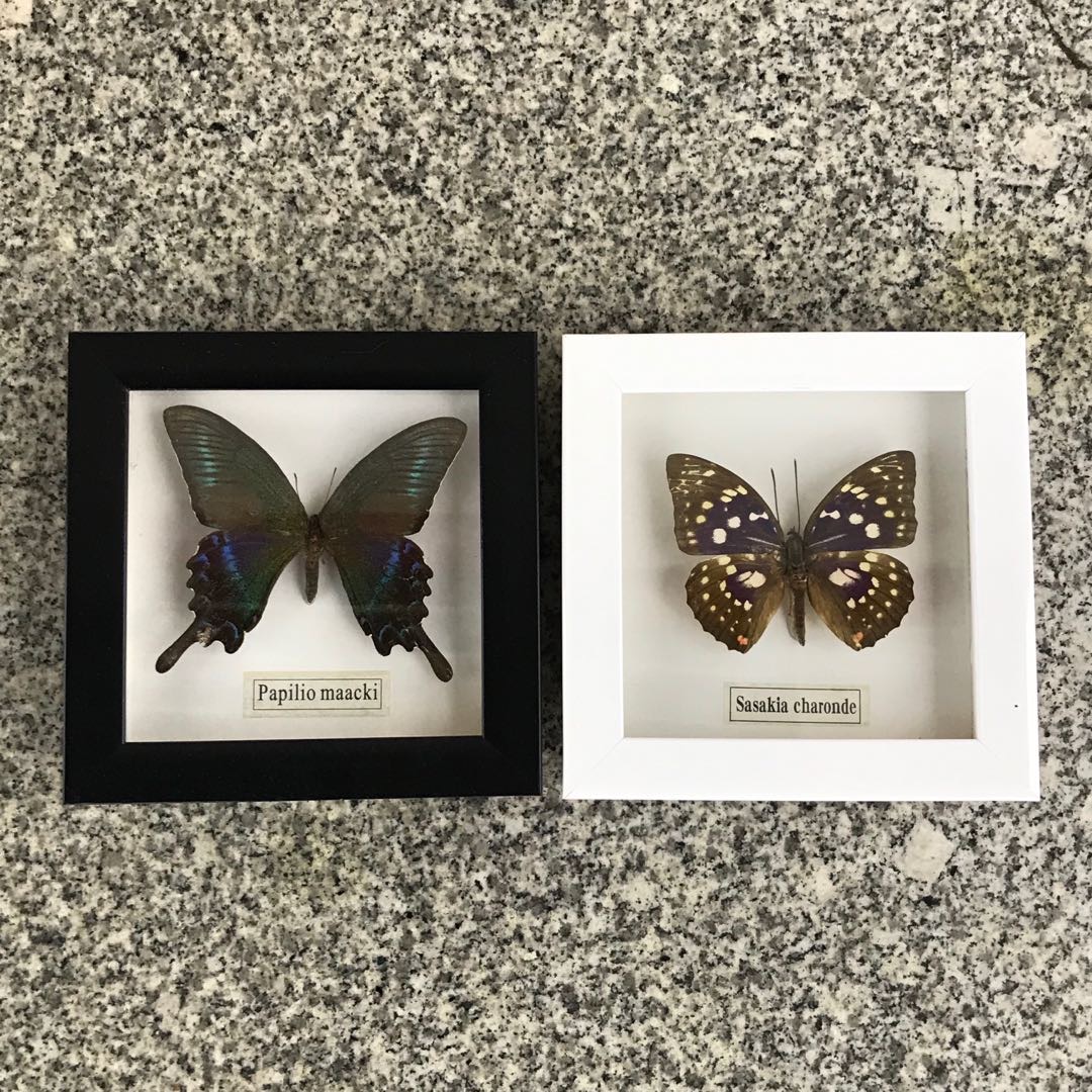 云南蝴蝶标本相框装饰品挂件摆件 昆虫工艺品礼物 飞蛾标本收藏正方形画框