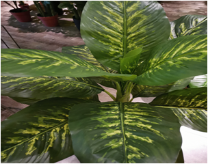 Close-up of Artificial Bamboo Leaves and Stem Texture