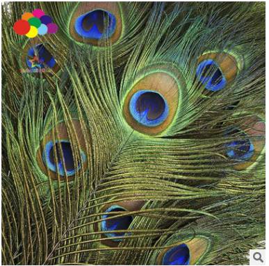 High Quality Pure Natural Peacock Wool India Import Quality Assurance 25-30Cm Spot Supply Manufacturers Direct Sales details Picture