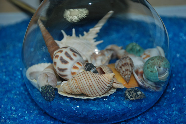 地中海贝壳海螺水族箱造景鱼缸装饰摄影道具精美天然工艺扇贝细节图