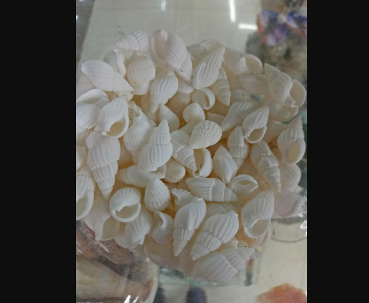 天然海螺贝壳500克小白螺白米螺装饰品漂流瓶微观盆栽材料批发详情图2