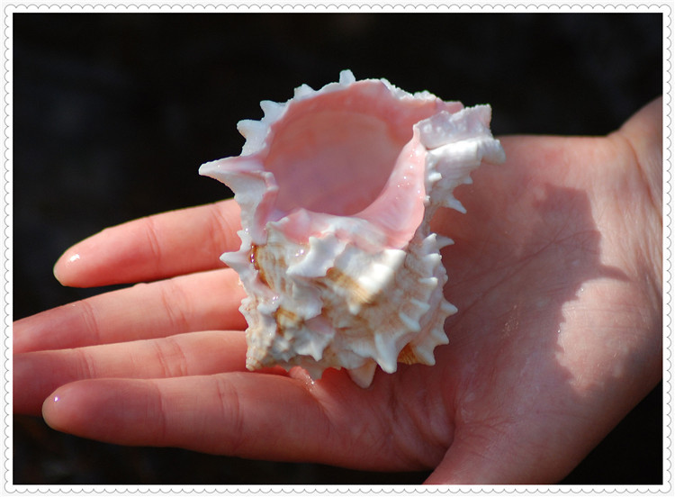 天然海螺精选标本大海螺贝壳收纳送人收藏礼品礼物送朋友胭脂骨螺图
