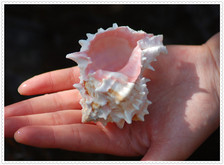 天然海螺精选标本大海螺贝壳收纳送人收藏礼品礼物送朋友胭脂骨螺