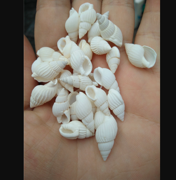 天然海螺贝壳500克小白螺白米螺装饰品漂流瓶微观盆栽材料批发详情图1