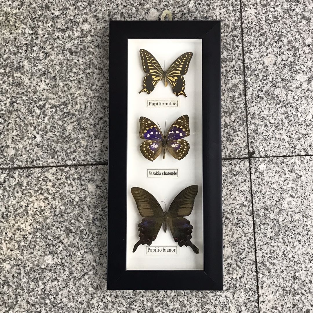 天然真蝴蝶标本相框 工艺品摆件收藏品动物标本送礼佳品画框小号