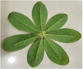 Self-Produced And Self-Marketing Simulation Plant Simulation Leaves Simulation Bamboo Bonsai True Bamboo Pole Bamboo Tip Wholesale Specification drawing