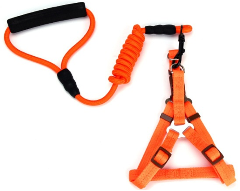 Colorful round-headed dog leash