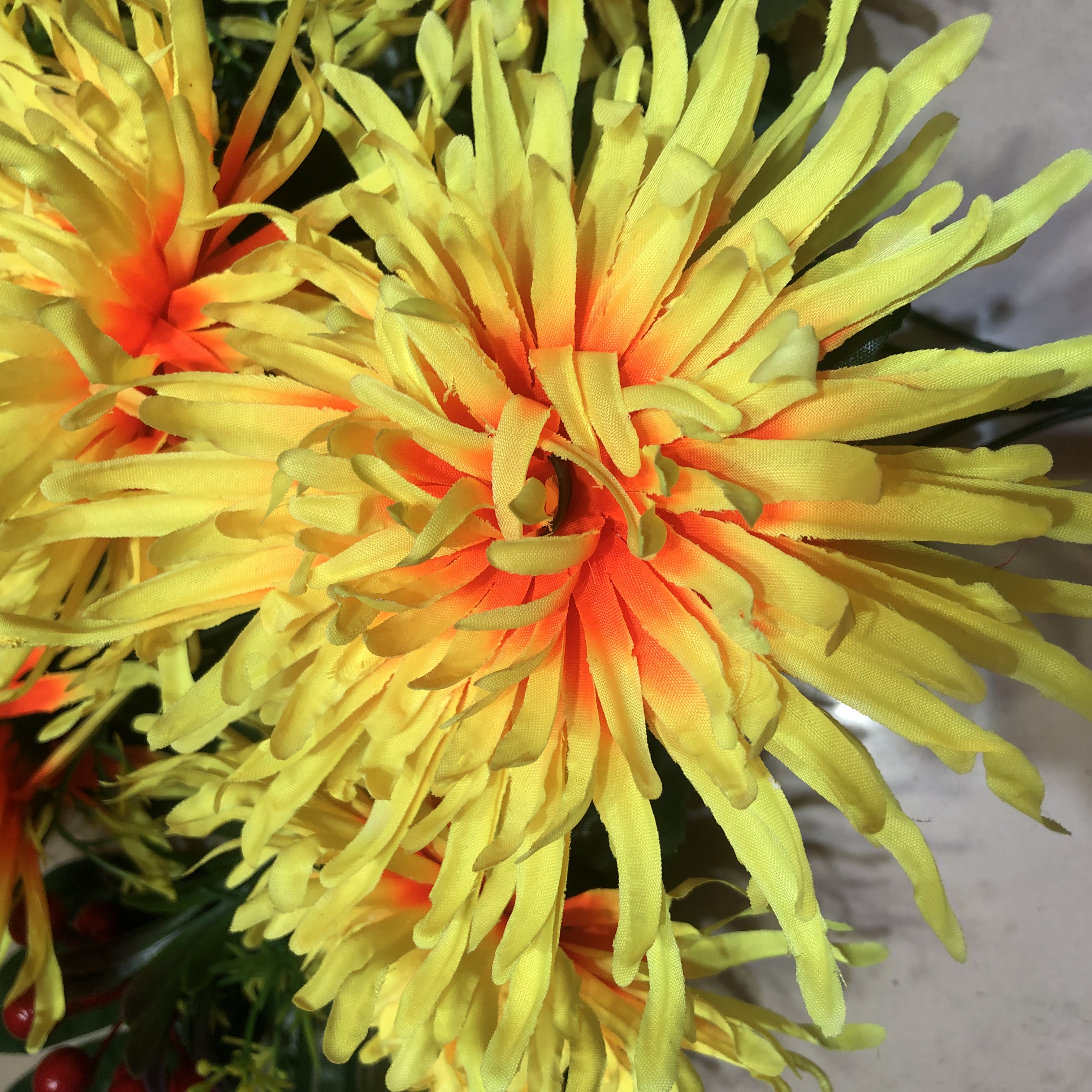 Flower King Chrysanthemum potted plant, multi-color Dutch chrysanthemum with flower buds, shipped. Thousand-head chrysanthemum, perennial, easy to grow and survive details Picture