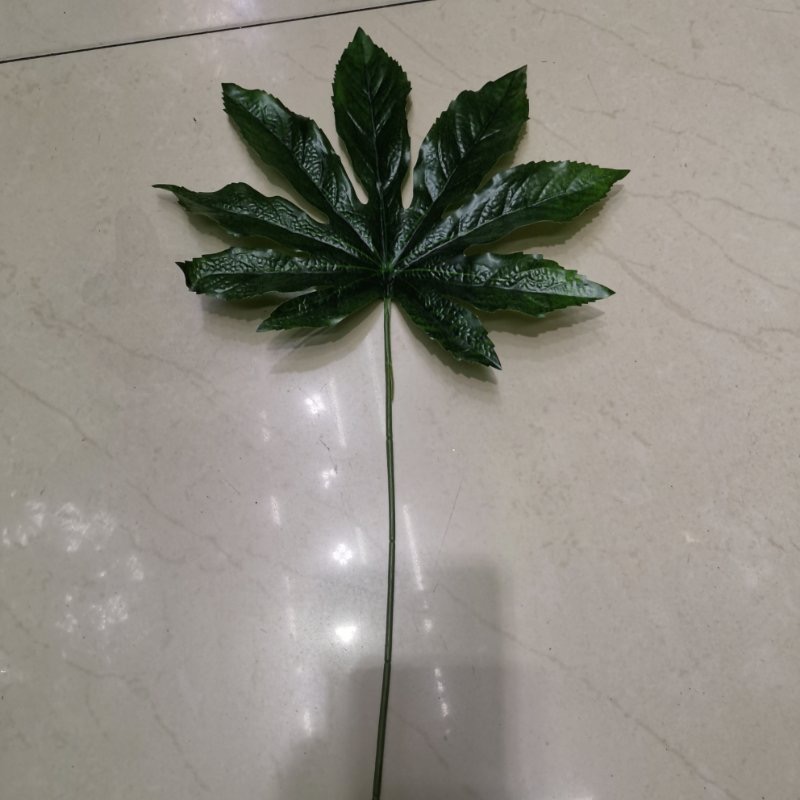 胶布八角金盘，长60cm✖️宽28cm