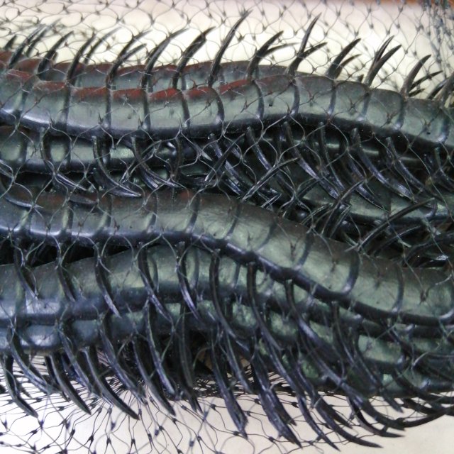 万圣节黑色蜈蚣塑料玩具产品图