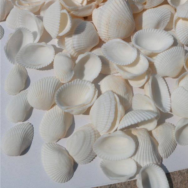 天然贝壳海螺 白色贝壳白椰贝鱼缸水族装饰毛贝贴墙DIY500克详情图3