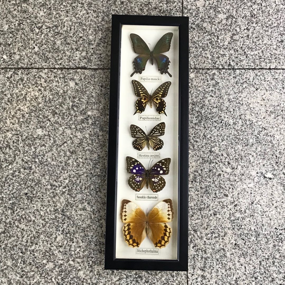 天然真蝴蝶标本相框 工艺品摆件收藏品动物标本送礼佳品画框大号