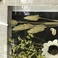 干草干花现代简约家居装饰画小尺寸麦穗走廊客厅玄关过道挂画细节图